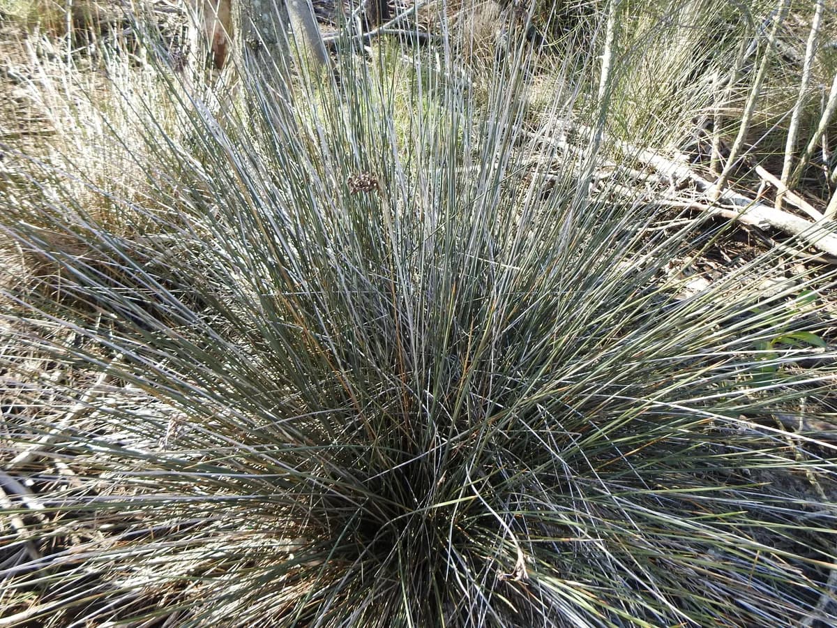 Sharp rush (Juncus acutus)