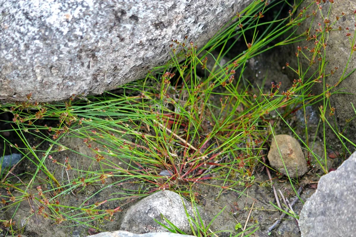 Joint-leaf Rush (Juncus articulatus)