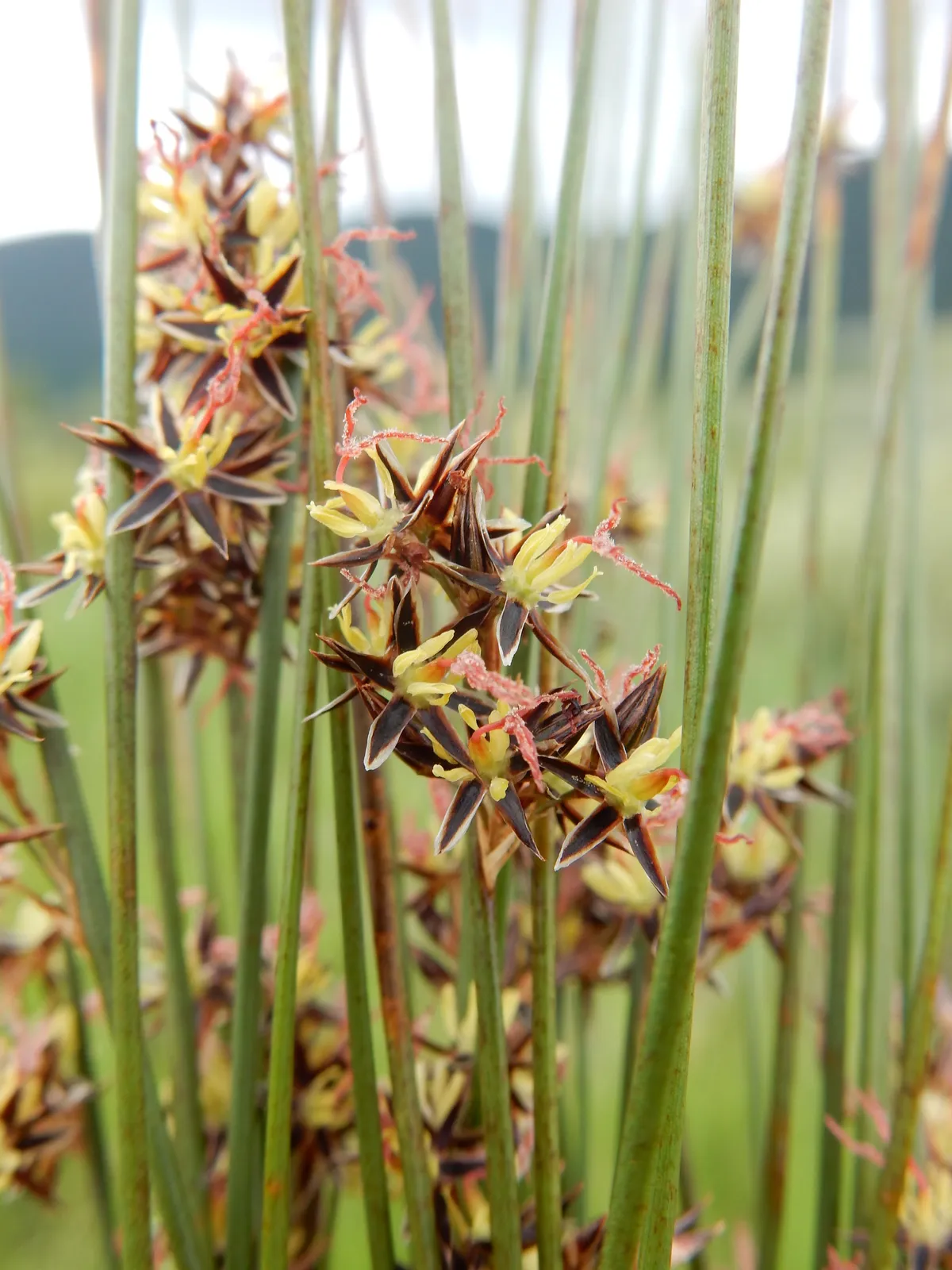 Baltic Rush (Juncus balticus)
