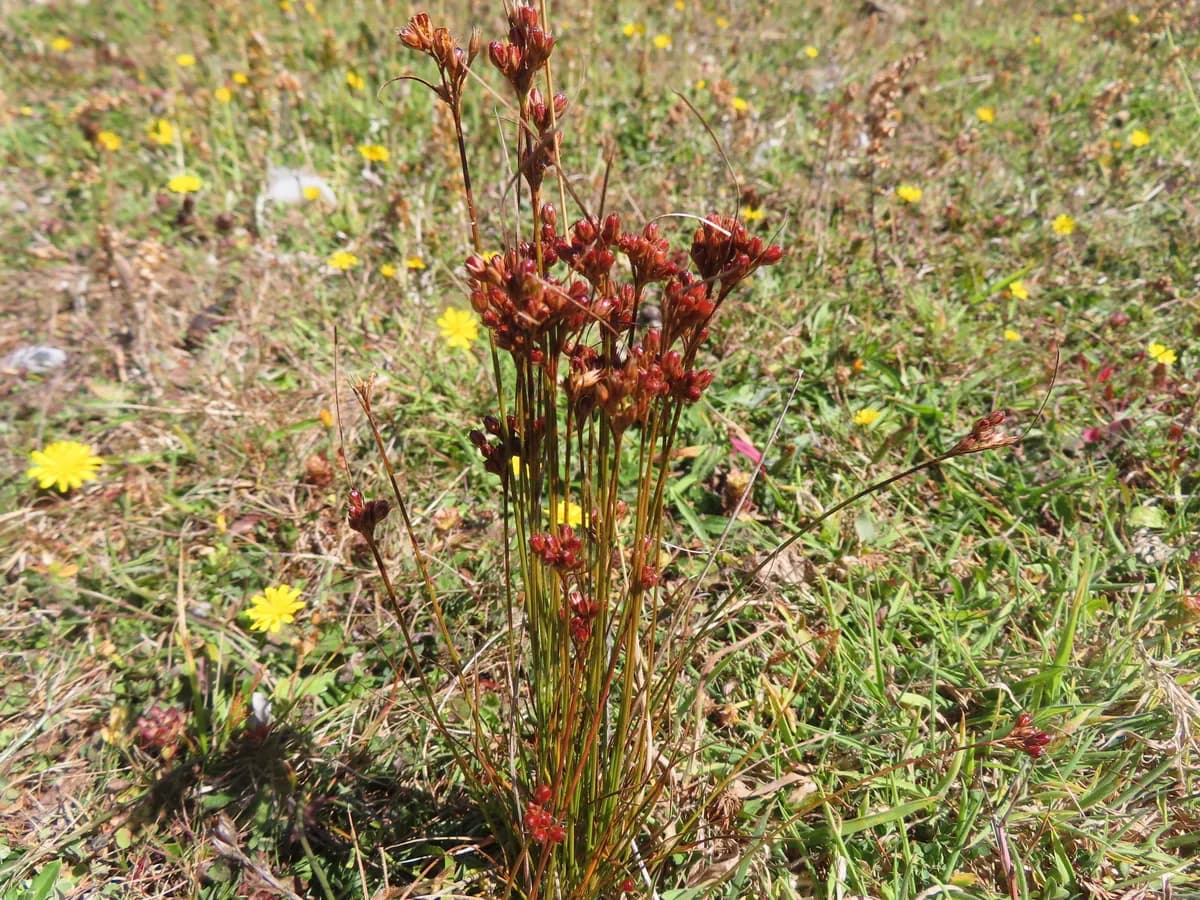 Forked Rush (Juncus dichotomus)