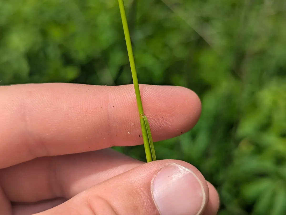 Dudley's Rush (Juncus dudleyi)