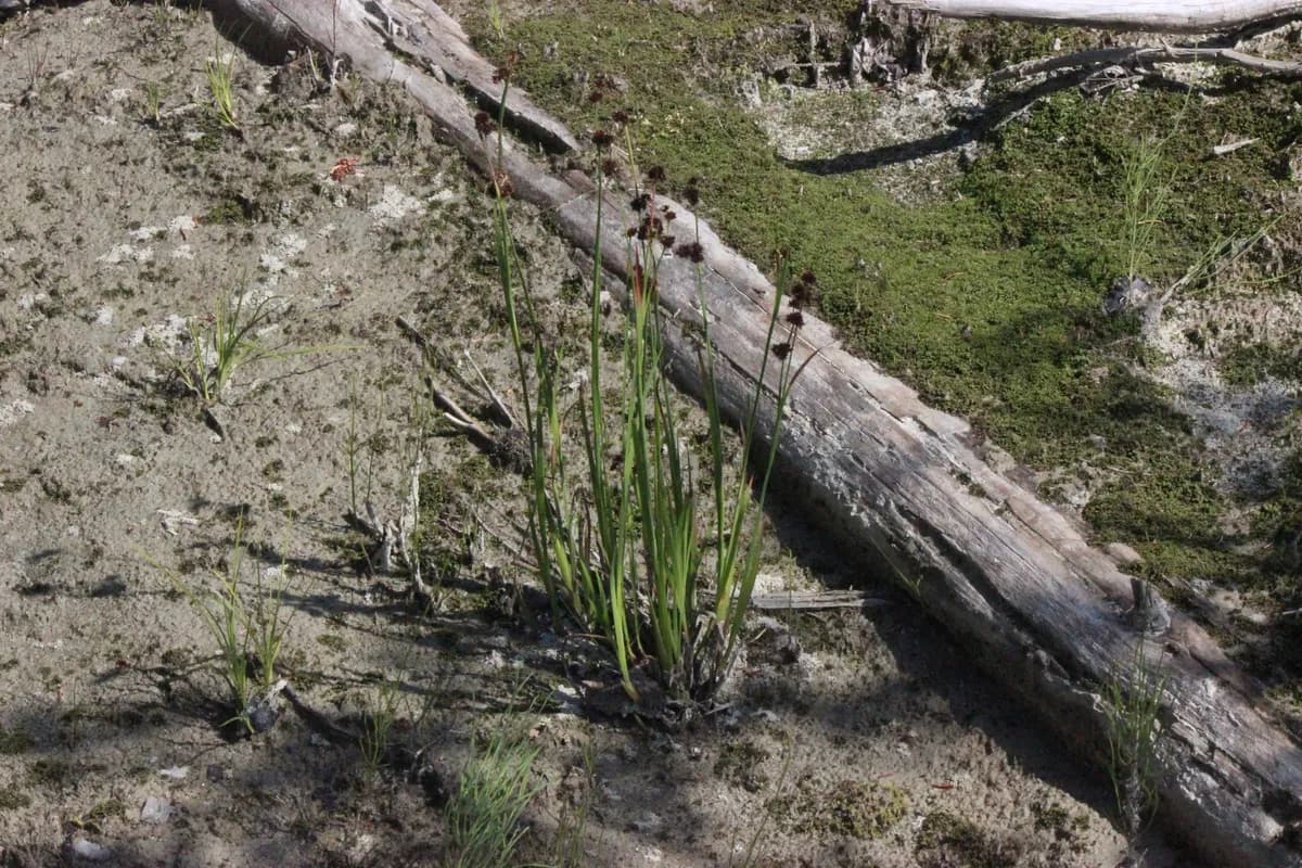 Sword-leaf rush (Juncus ensifolius)