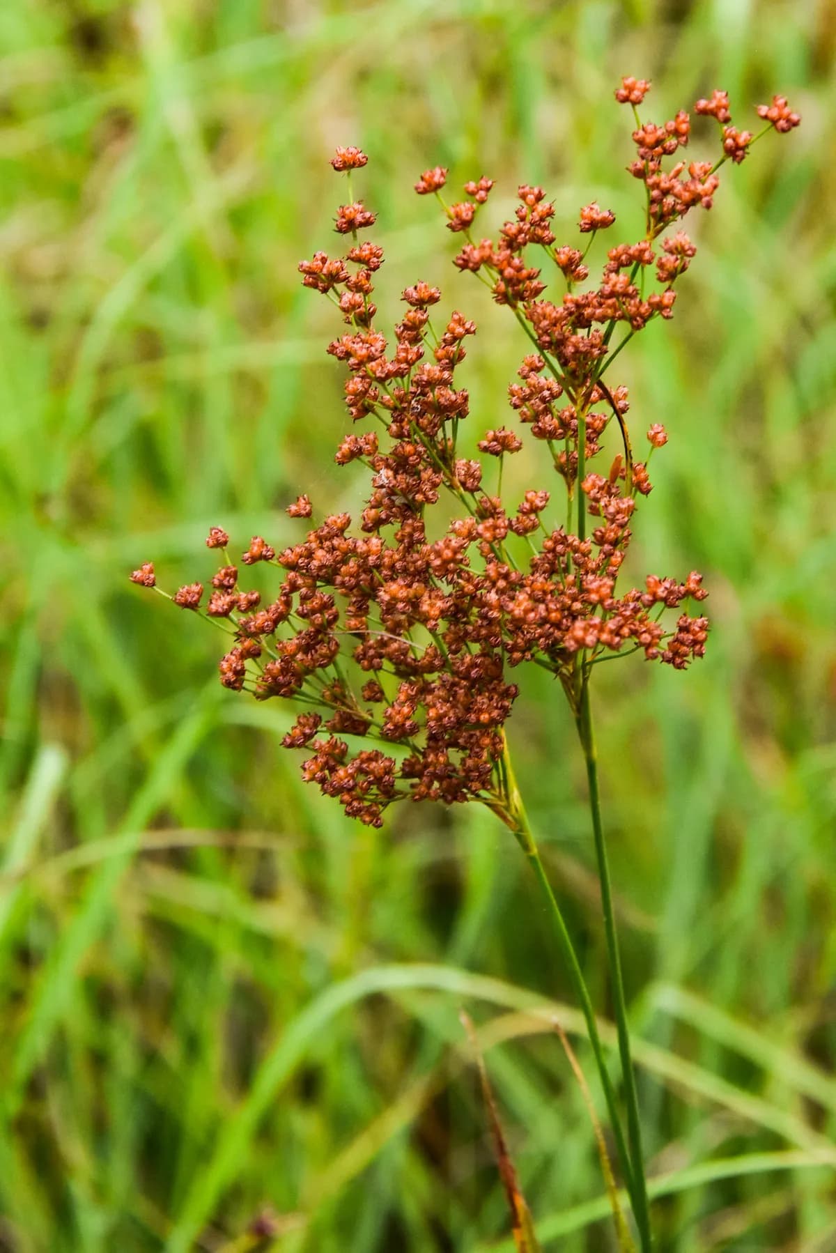 Grass-leaf Rush (Juncus marginatus)