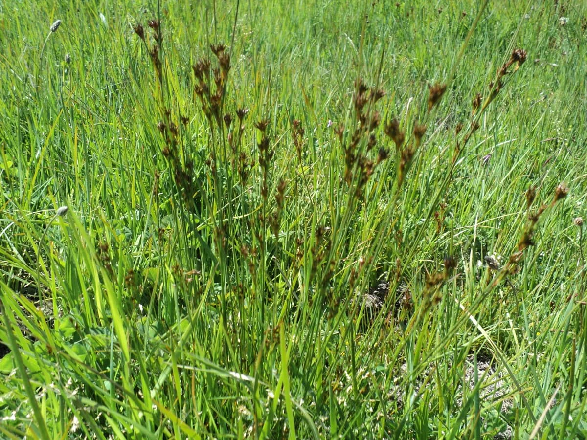Western Rush (Juncus occidentalis)