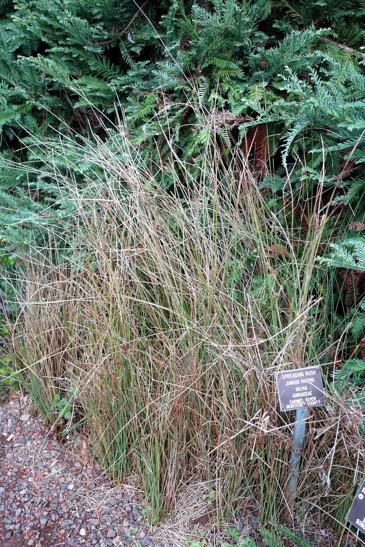 Spreading Rush (Juncus patens)