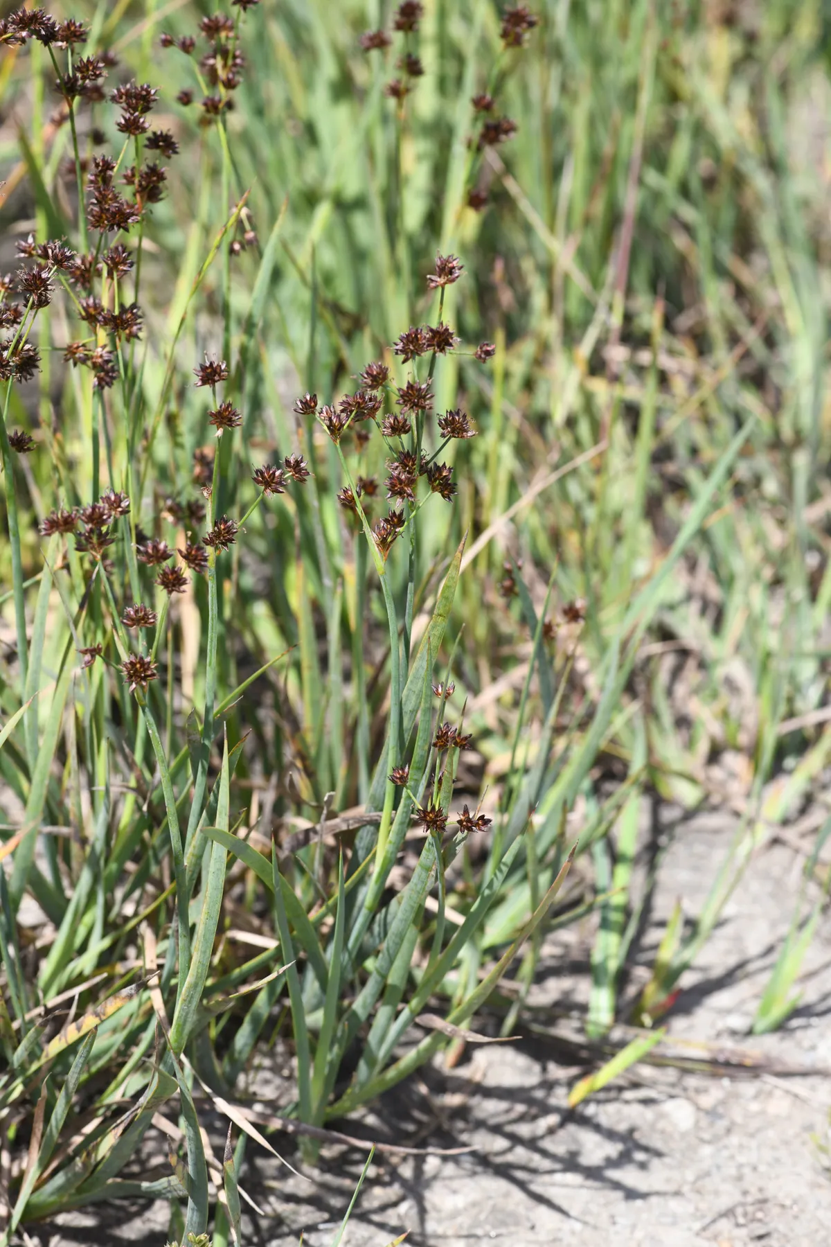 Brownhead rush (Juncus phaeocephalus)