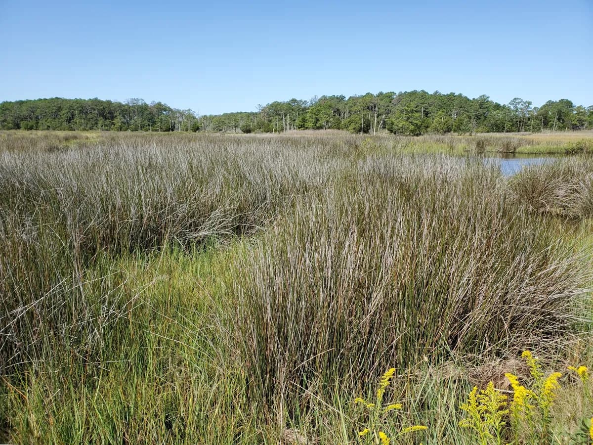 Black needlerush (Juncus roemerianus)