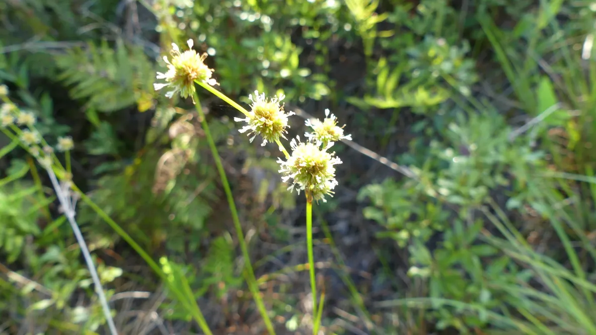 Needlepod Rush (Juncus scirpoides)
