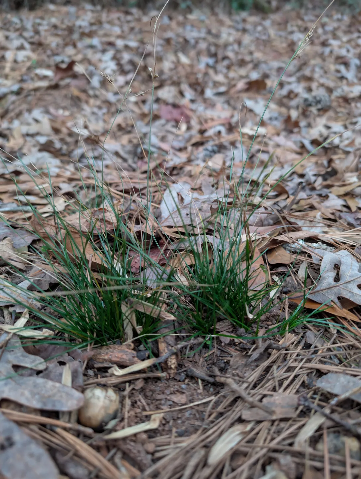 Path Rush (Juncus tenuis)