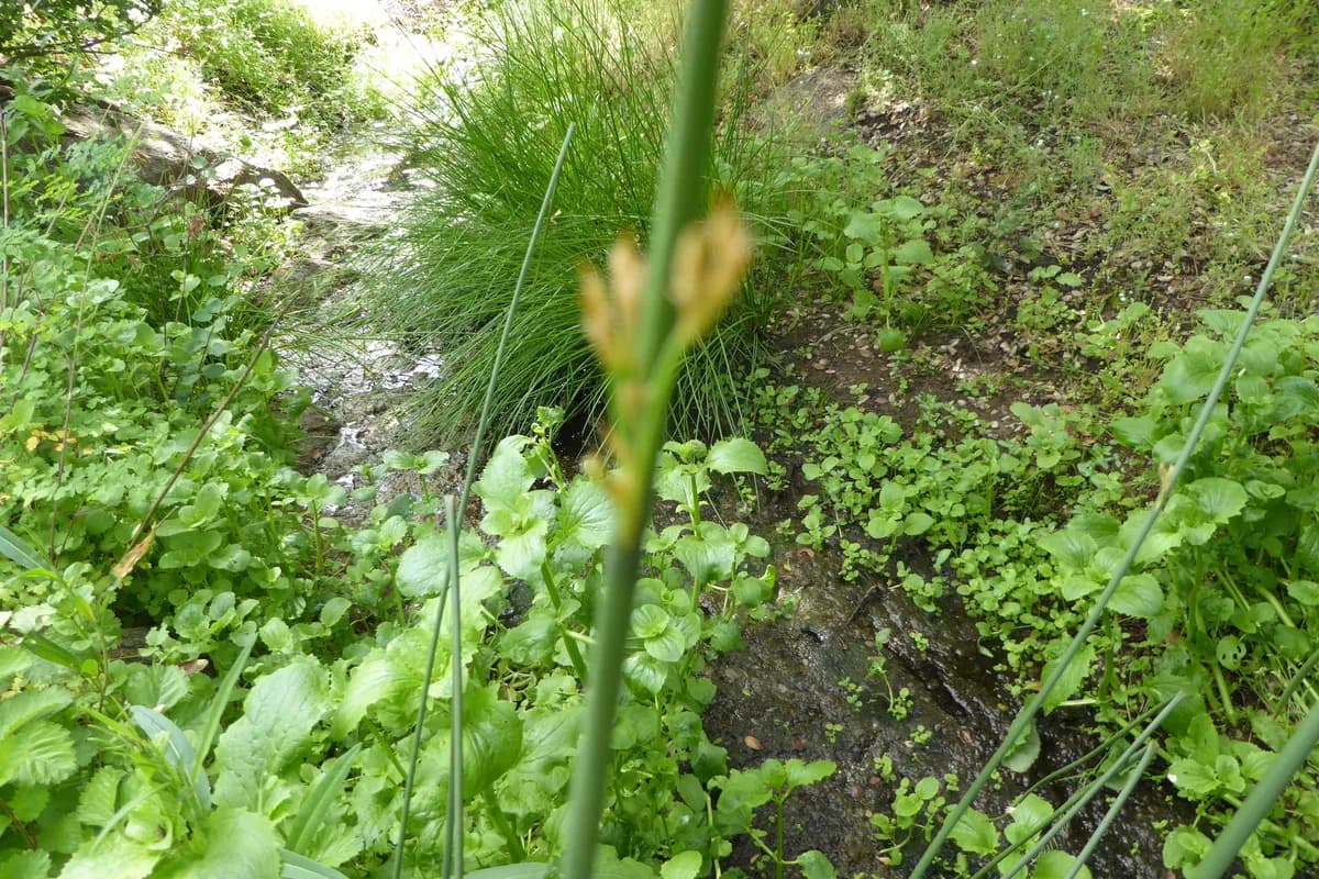 Basket rush (Juncus textilis)