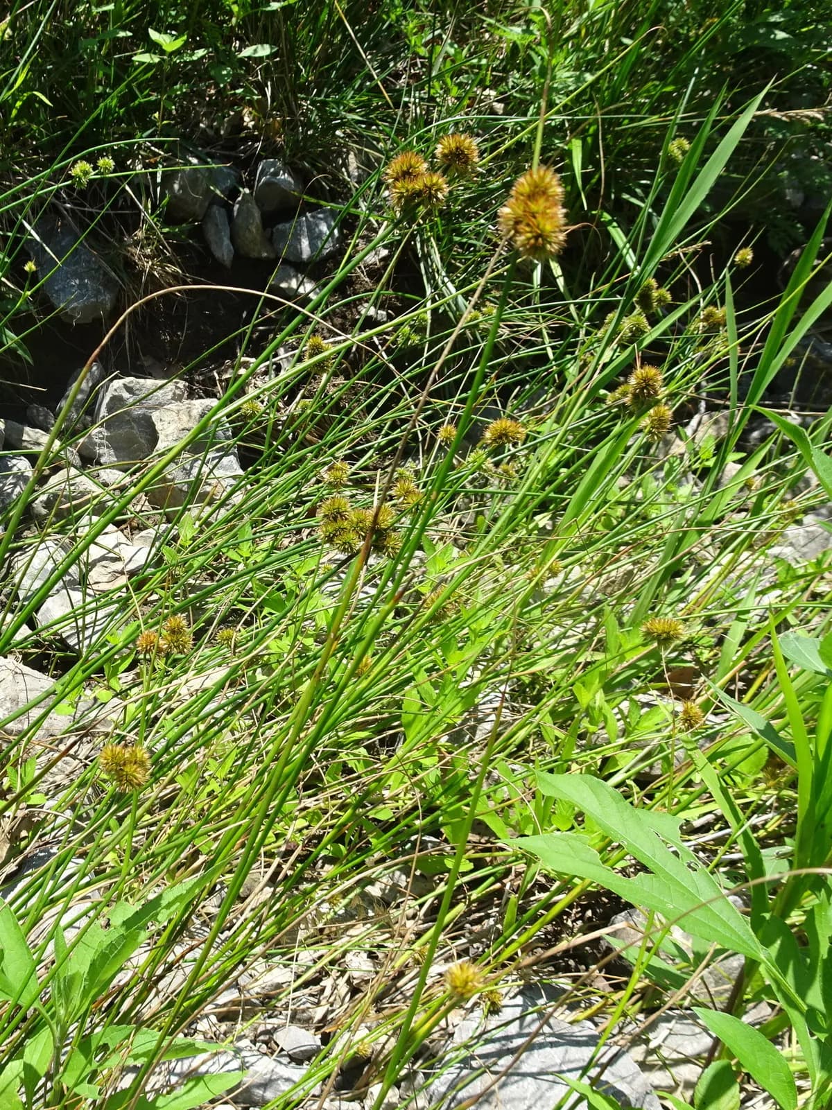 Torrey's Rush (Juncus torreyi)