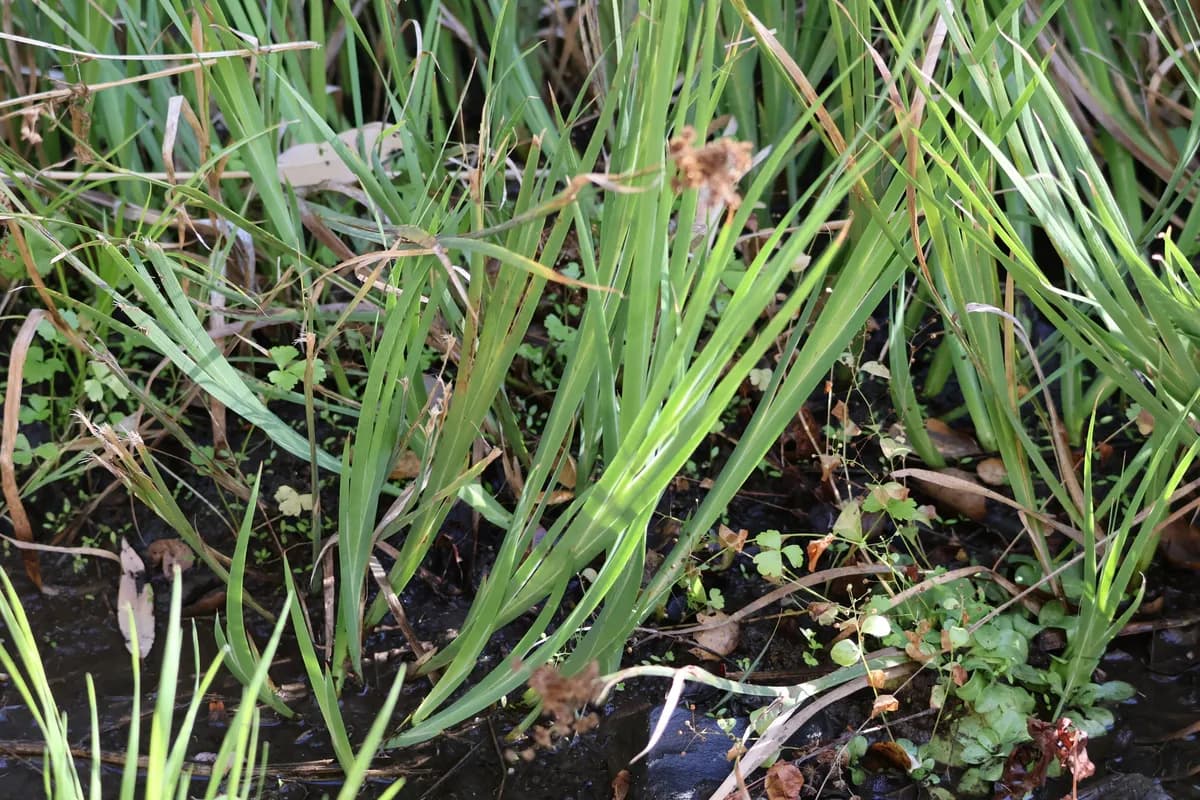 Iris-Leaved Rush (Juncus xiphioides)