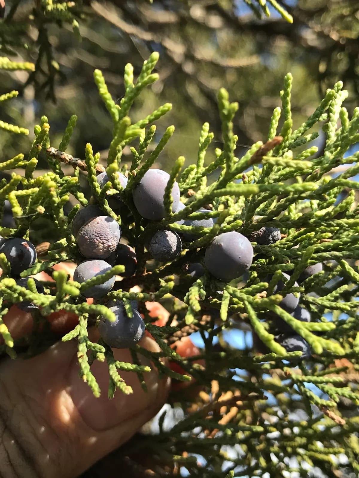 Ashe Juniper (Juniperus ashei)