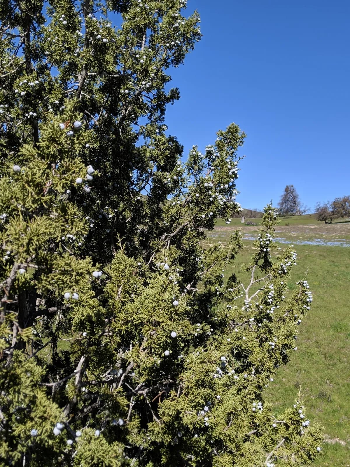 California juniper (Juniperus californica)