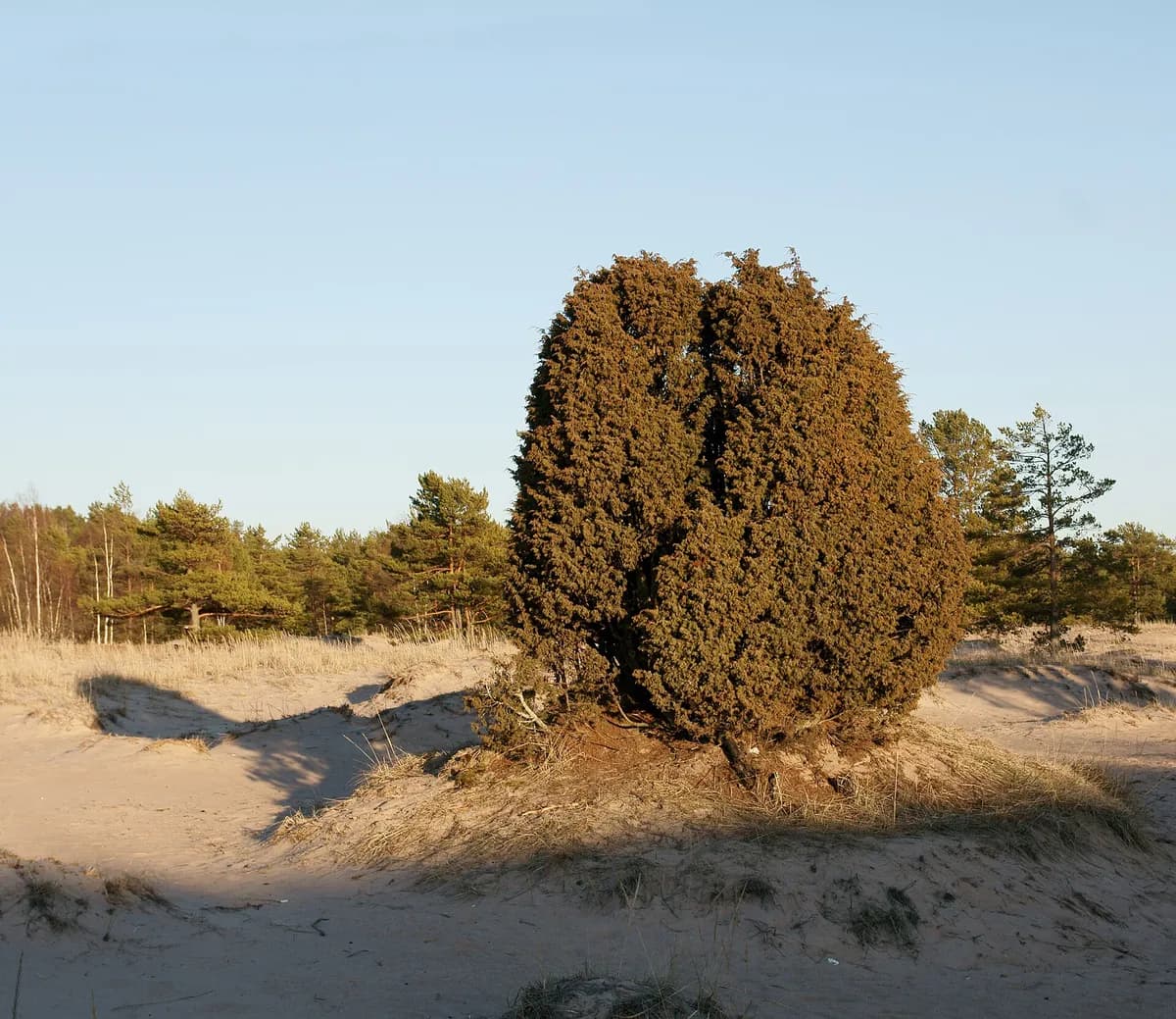 Common Juniper (Juniperus communis)