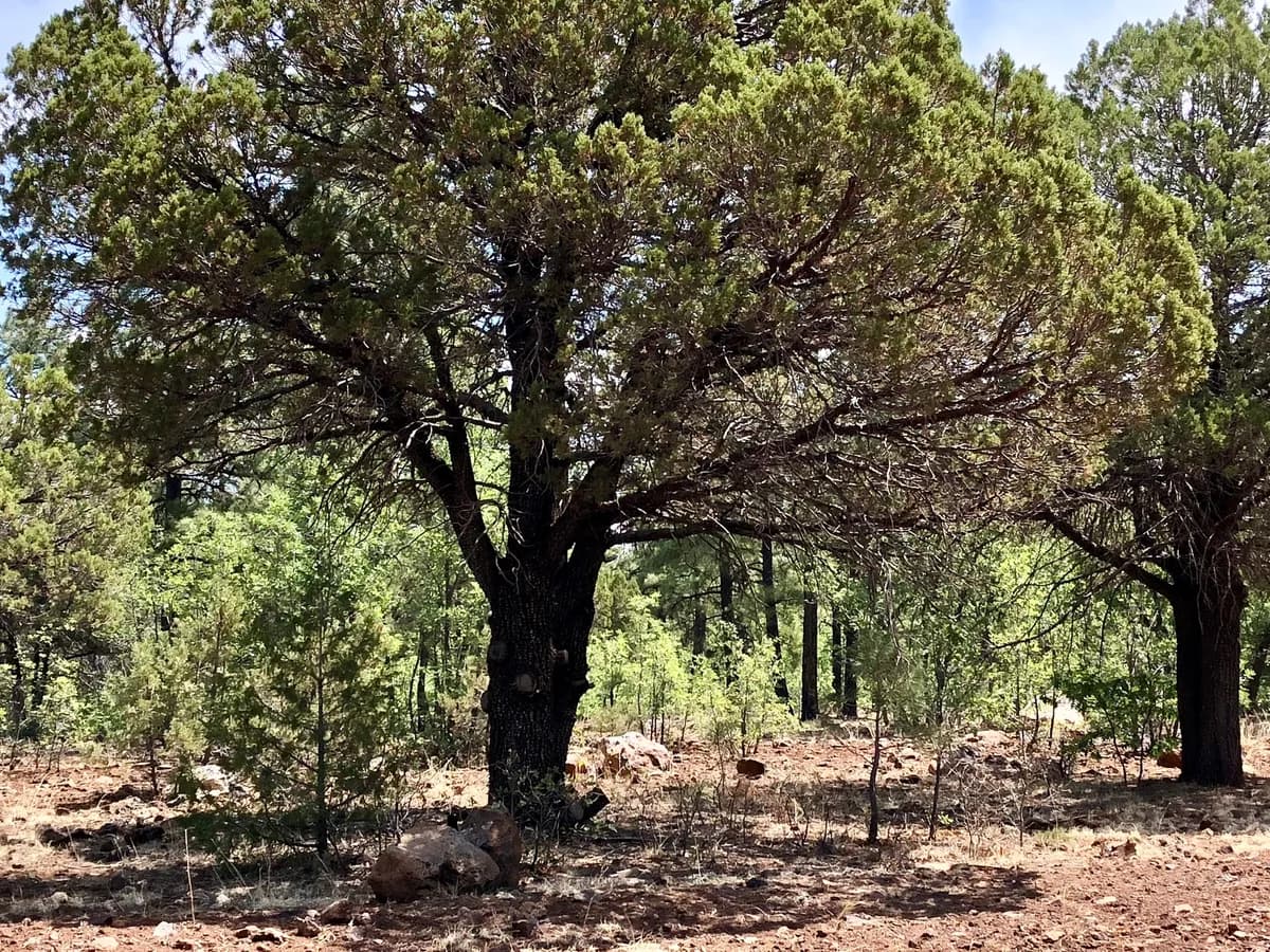 Alligator Juniper (Juniperus deppeana)