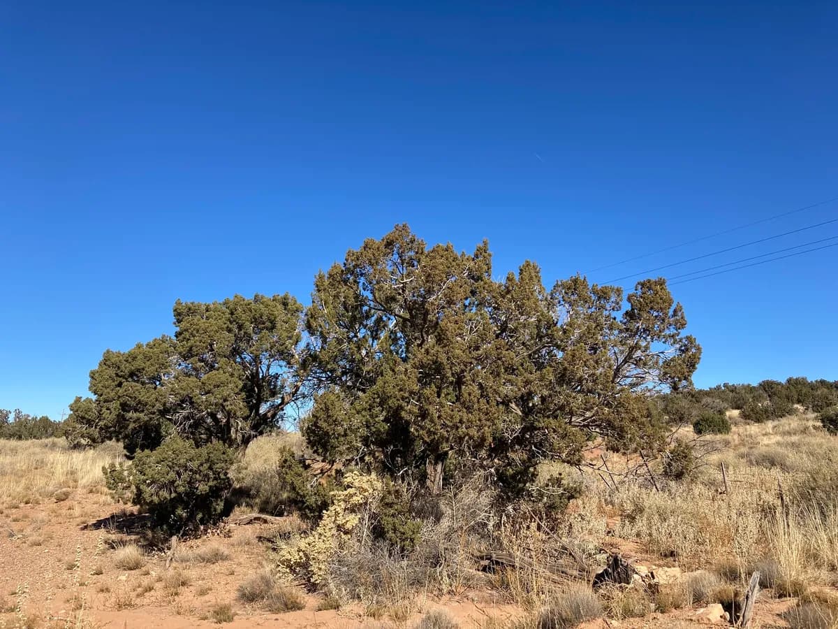 Cherry-stone Juniper (Juniperus monosperma)