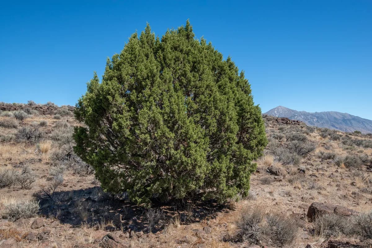Western-cedar (Juniperus occidentalis)