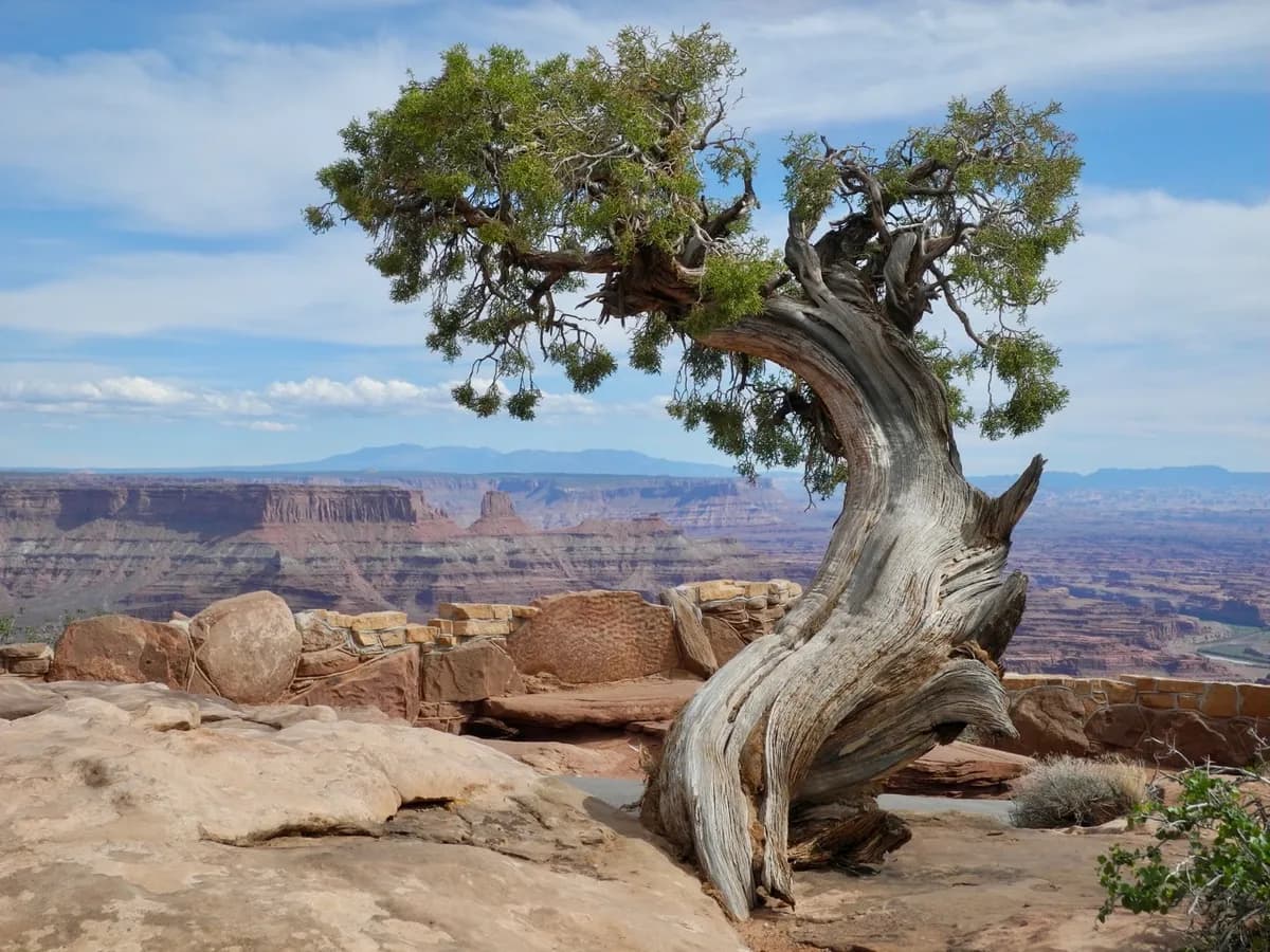 Utah Juniper (Juniperus osteosperma)