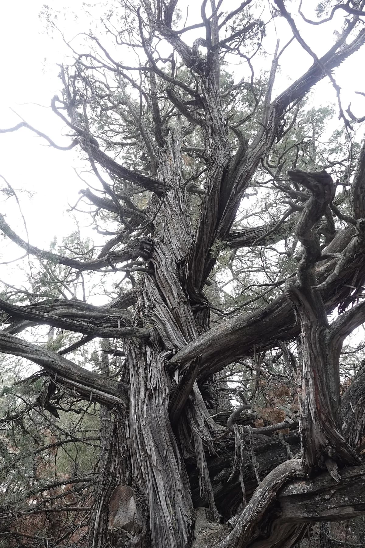 Rocky Mountain Red-cedar (Juniperus scopulorum)