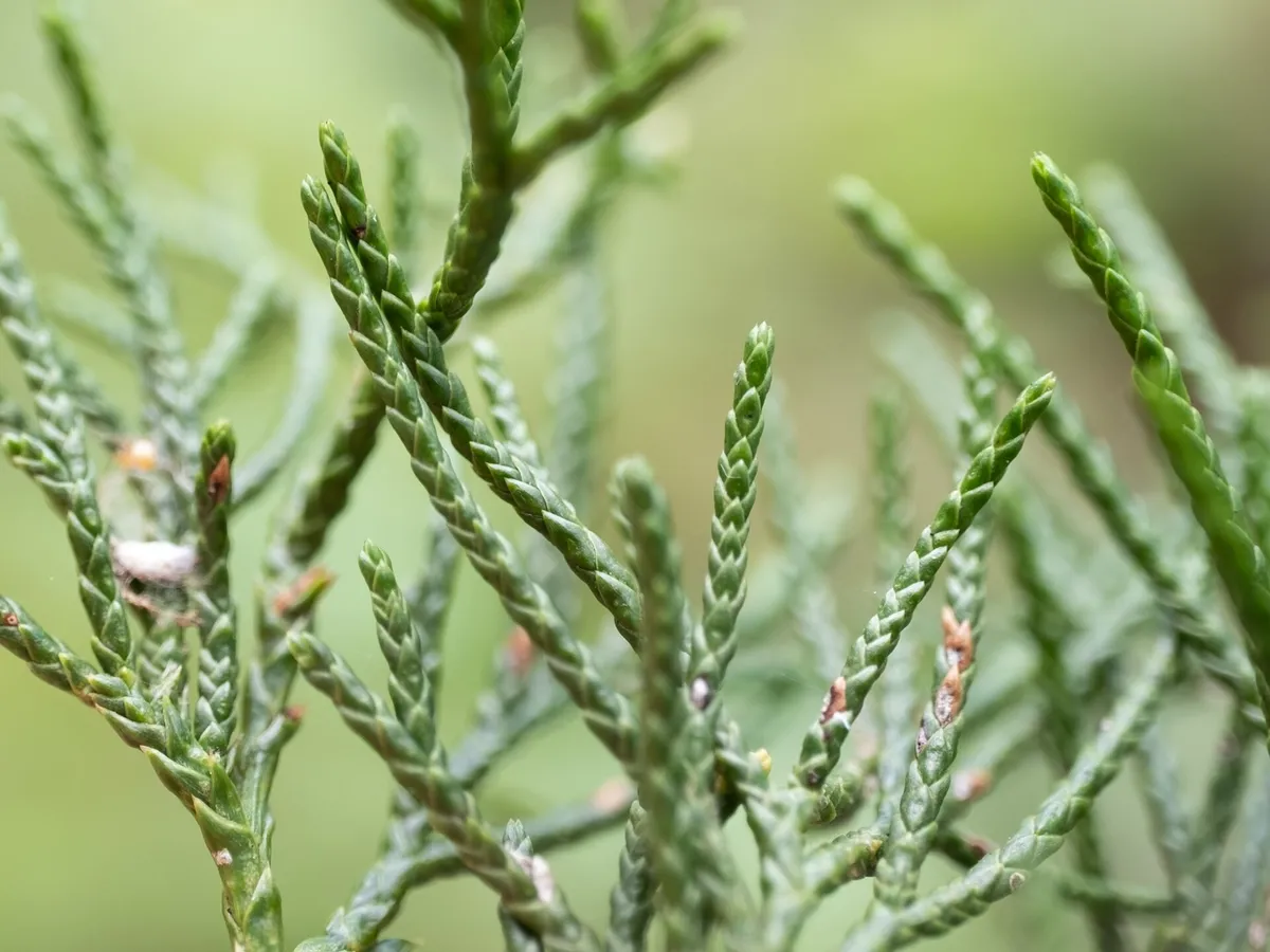 Red Juniper (Juniperus virginiana)