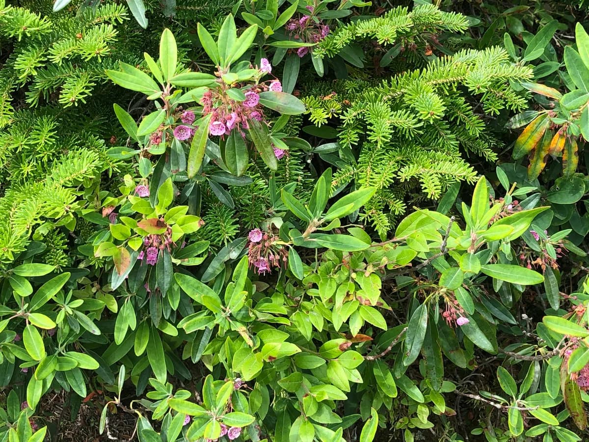 Dwarf-laurel (Kalmia angustifolia)