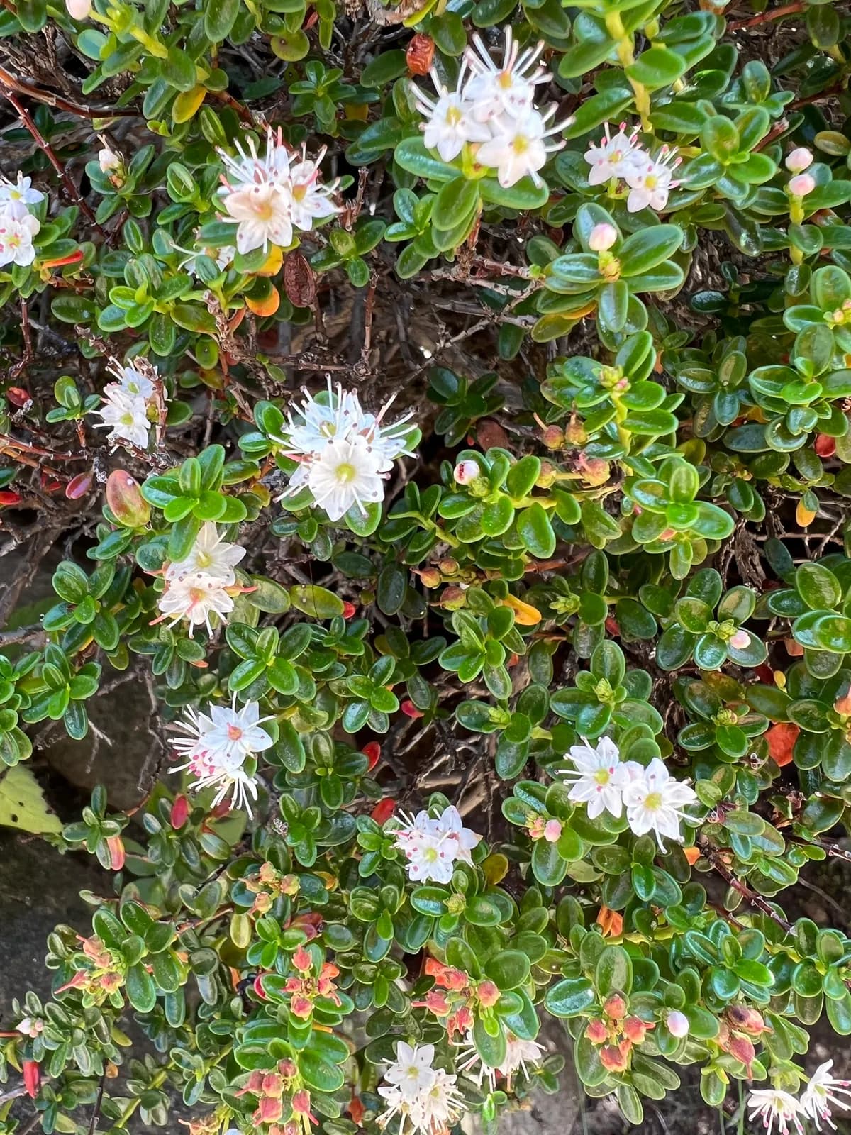 Sandmyrtle (Kalmia buxifolia)