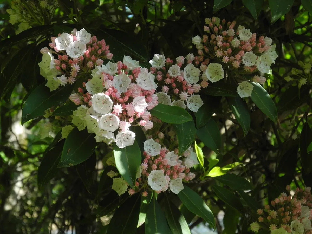 Calico-bush (Kalmia latifolia)