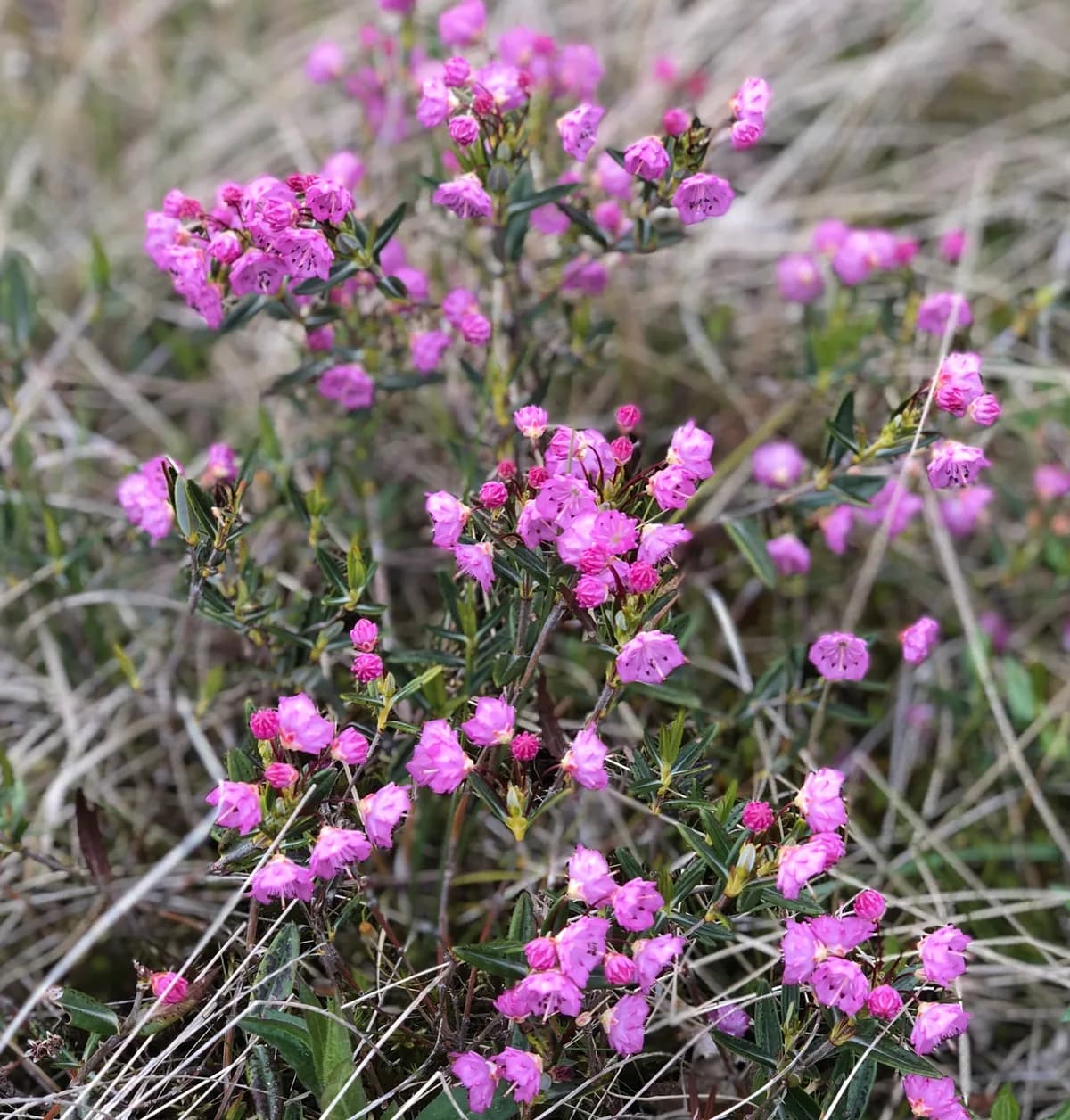 Bog-laurel (Kalmia polifolia)