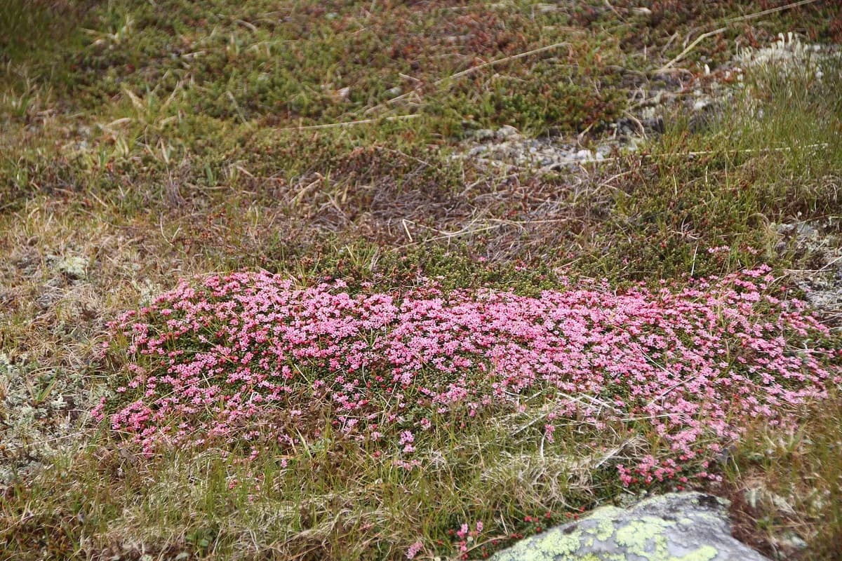 Creeping Azalea (Kalmia procumbens)