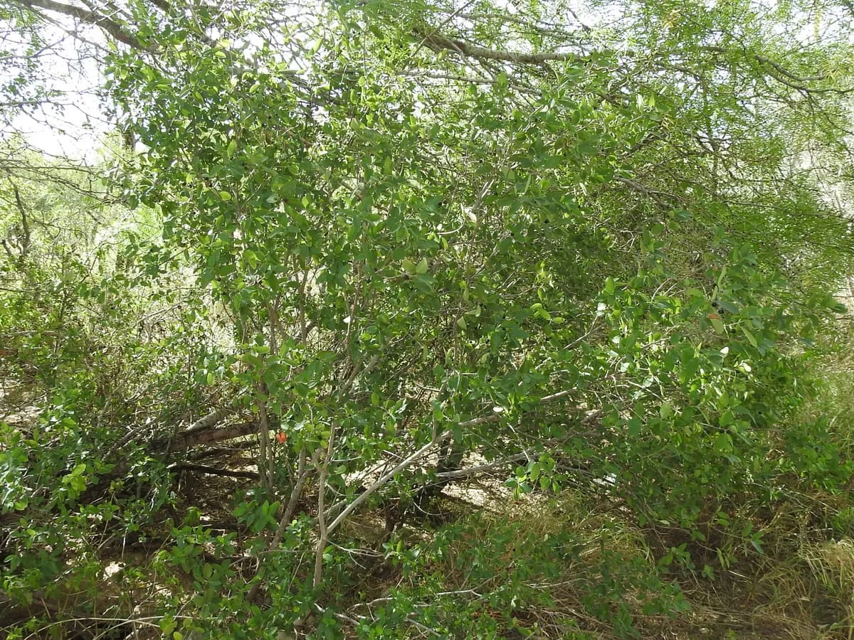 Coyotillo (Karwinskia humboldtiana)