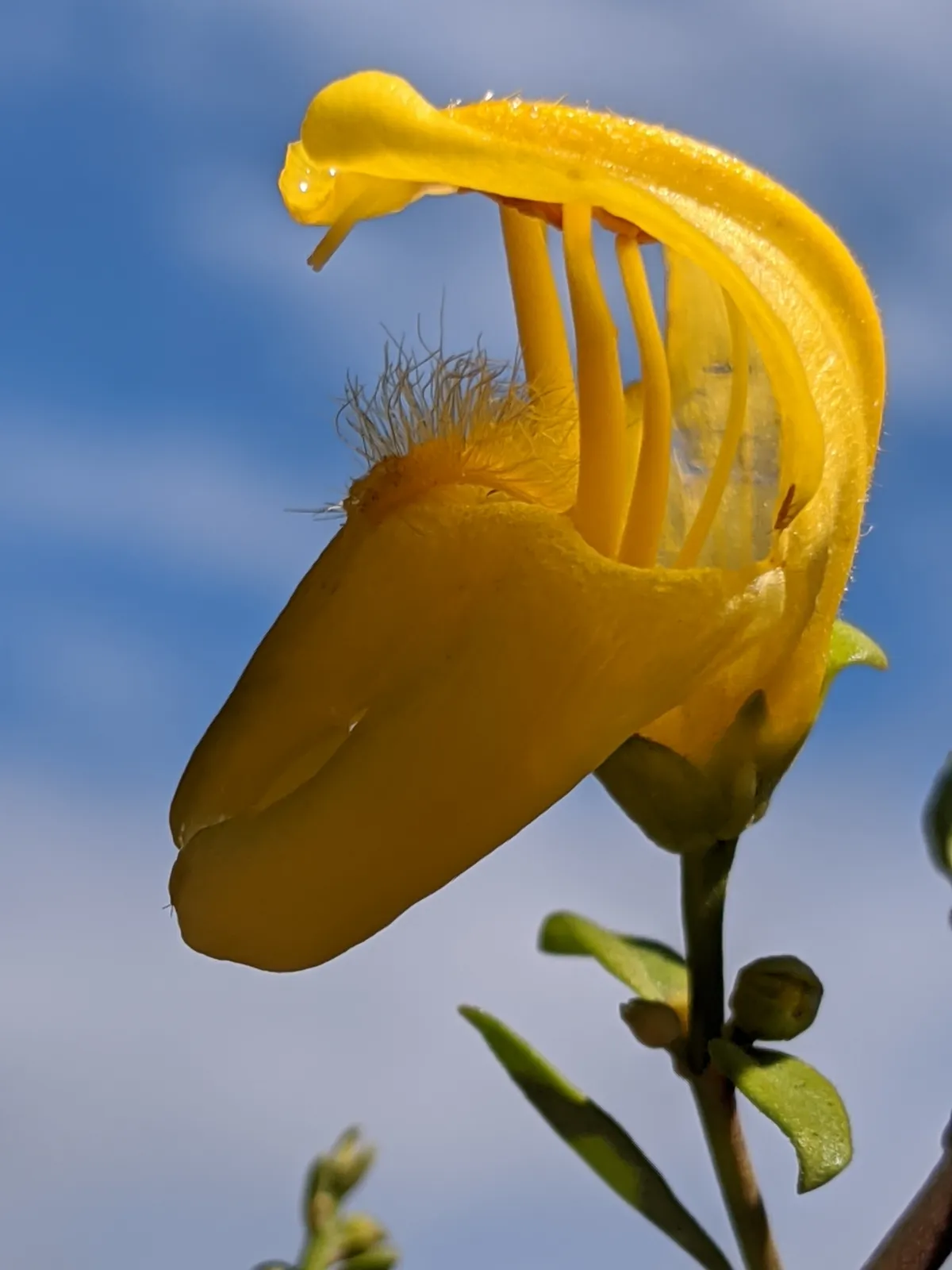 Snapdragon Penstemon (Keckiella antirrhinoides)