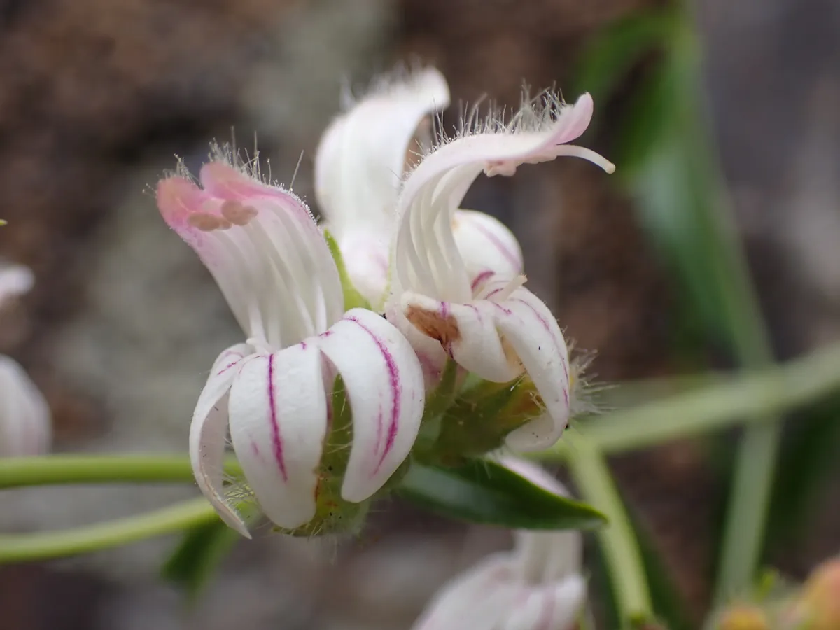 Bush beardtongue (Keckiella breviflora)