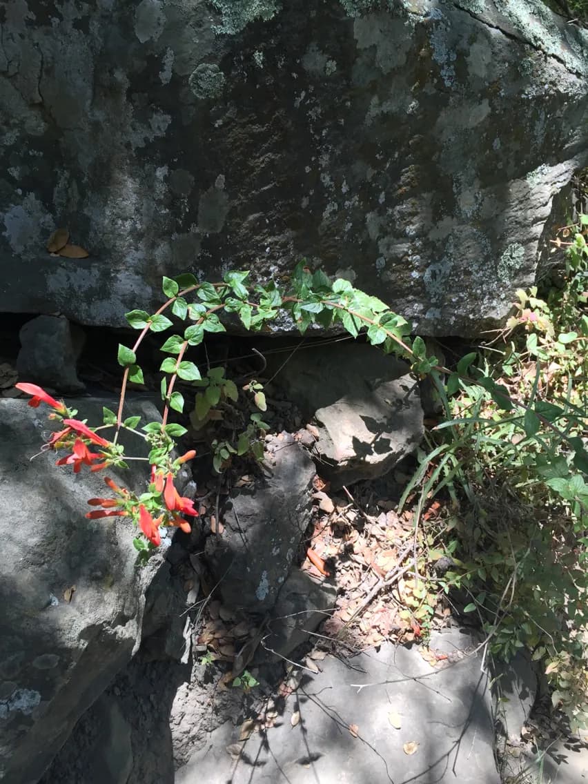 Heartleaf keckiella (Keckiella cordifolia)