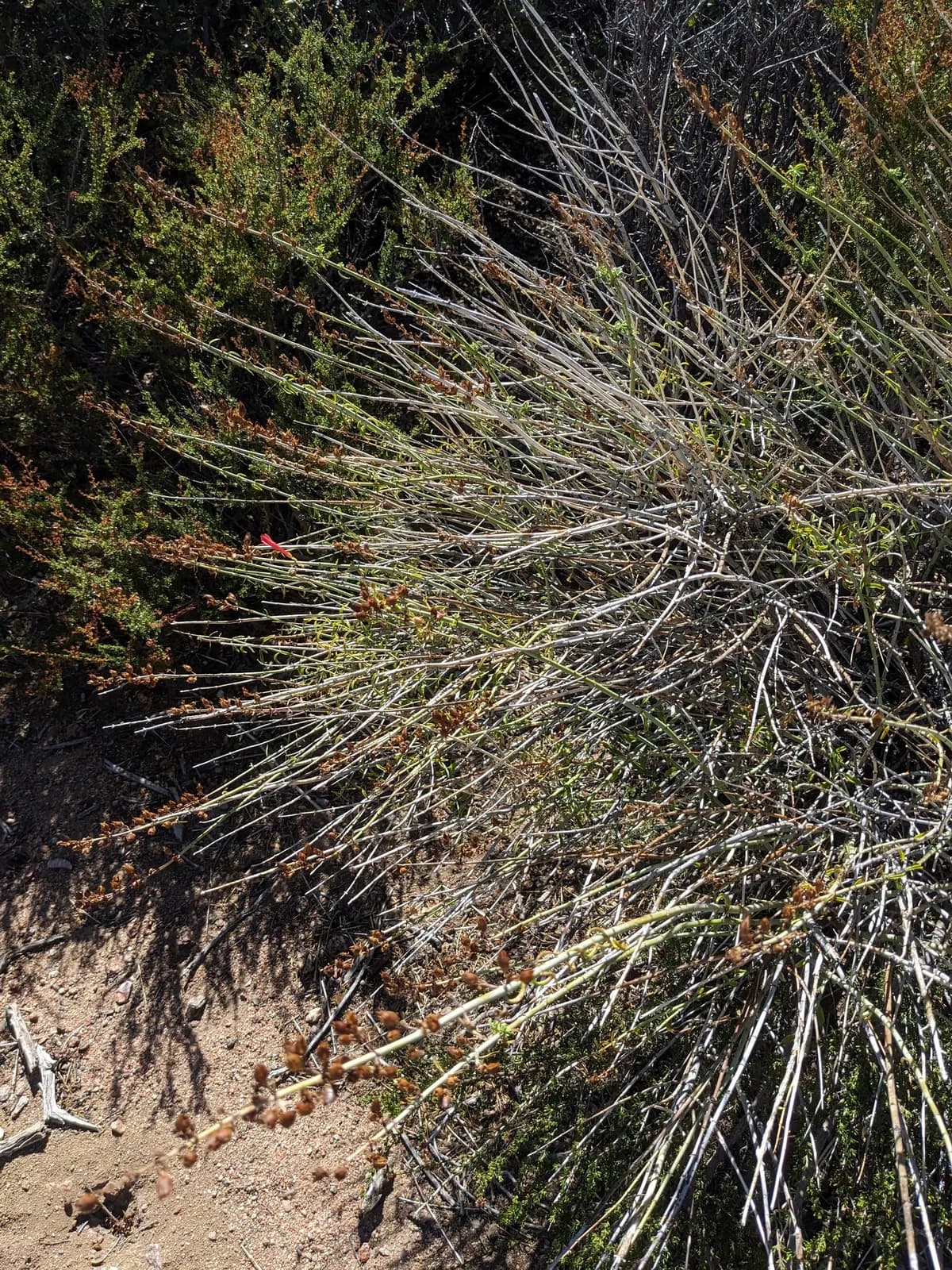 Scarlet keckiella (Keckiella ternata)