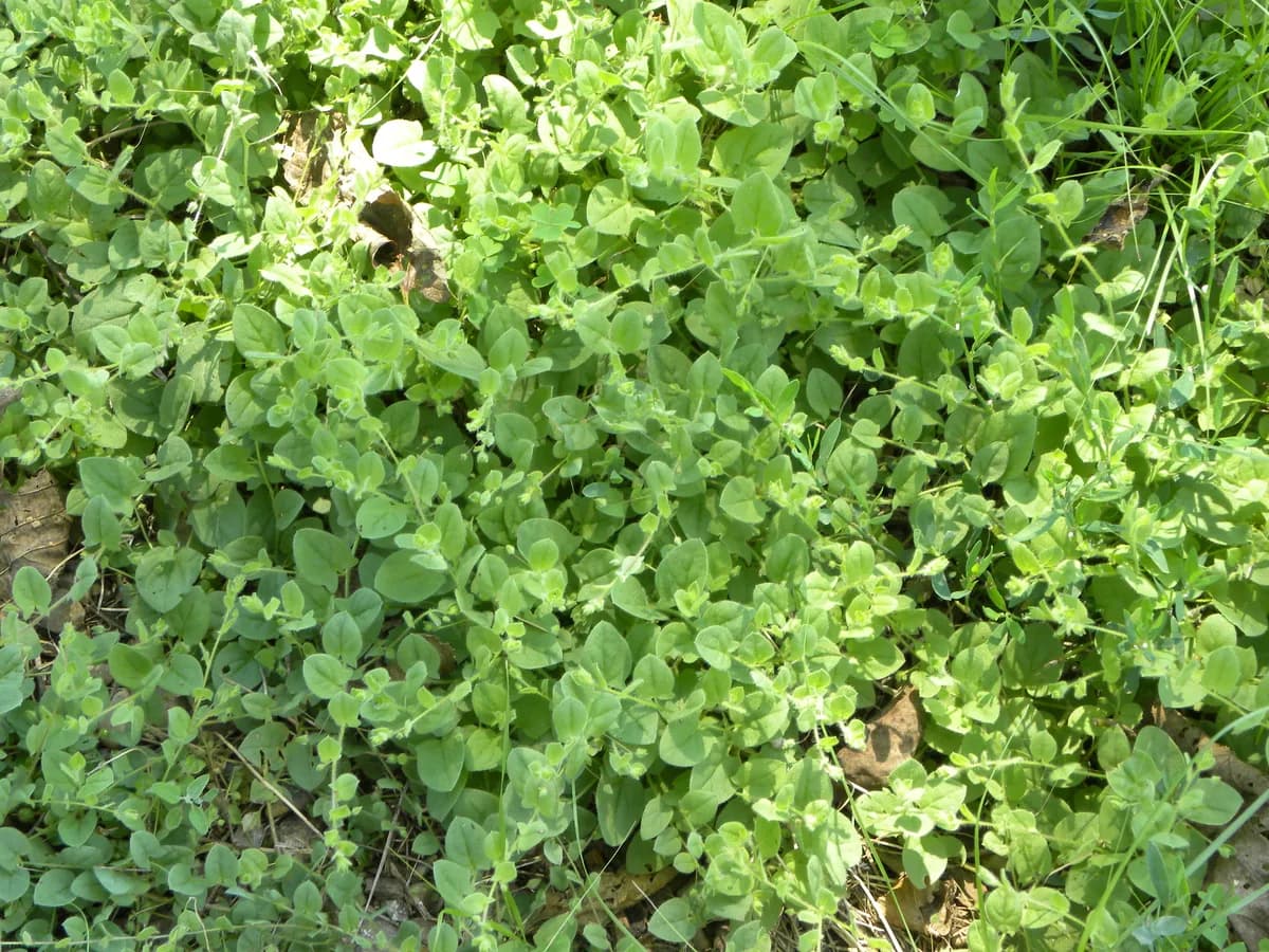Sharp-leaf Fluellen (Kickxia elatine)