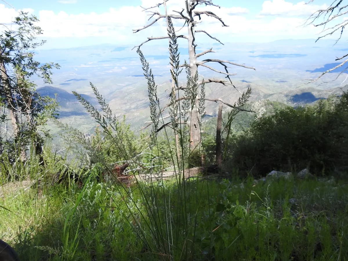 June Grass (Koeleria macrantha)