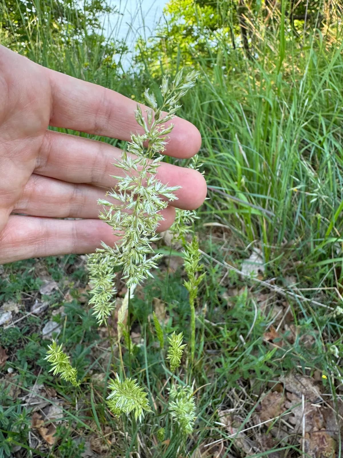 Crested Hairgrass (Koeleria pyramidata)