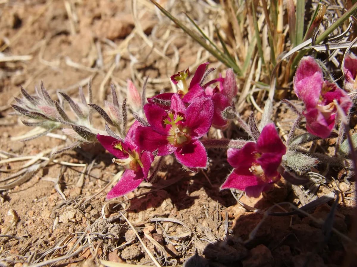 Trailing Ratany (Krameria lanceolata)