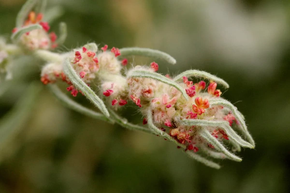 White Sage (Krascheninnikovia lanata)