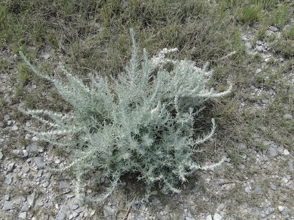 White Sage (Krascheninnikovia lanata)