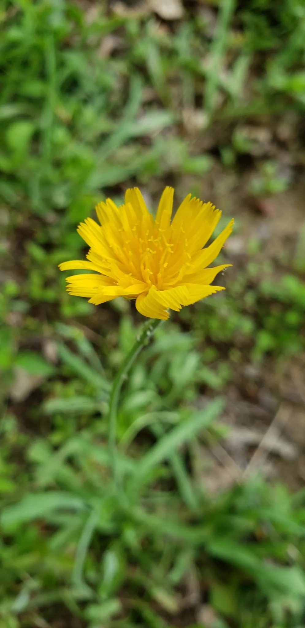 Potato Dwarfdandelion (Krigia dandelion)