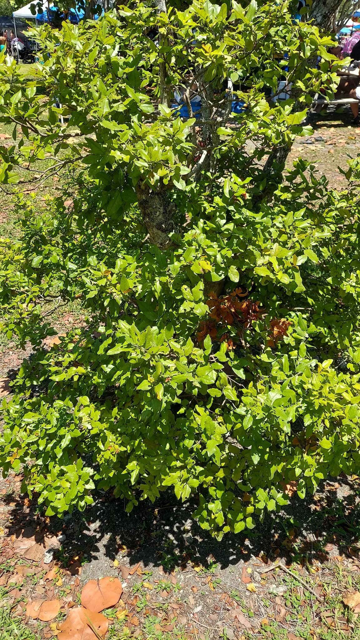 Leadwood (Krugiodendron ferreum)