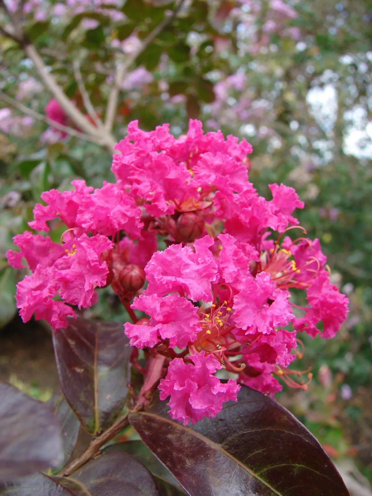 Crape Myrtle (Lagerstroemia indica)