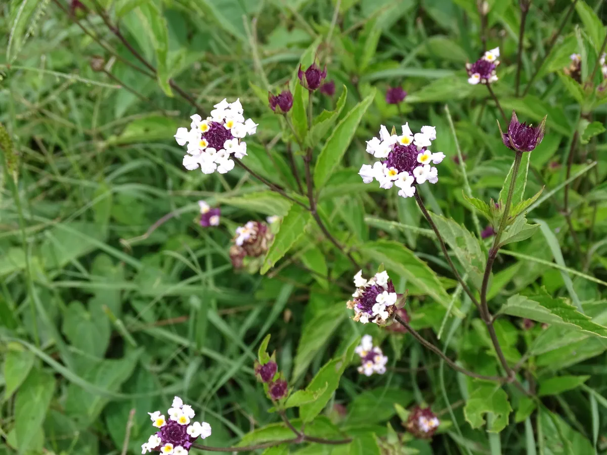 Velvet Lantana (Lantana achyranthifolia)