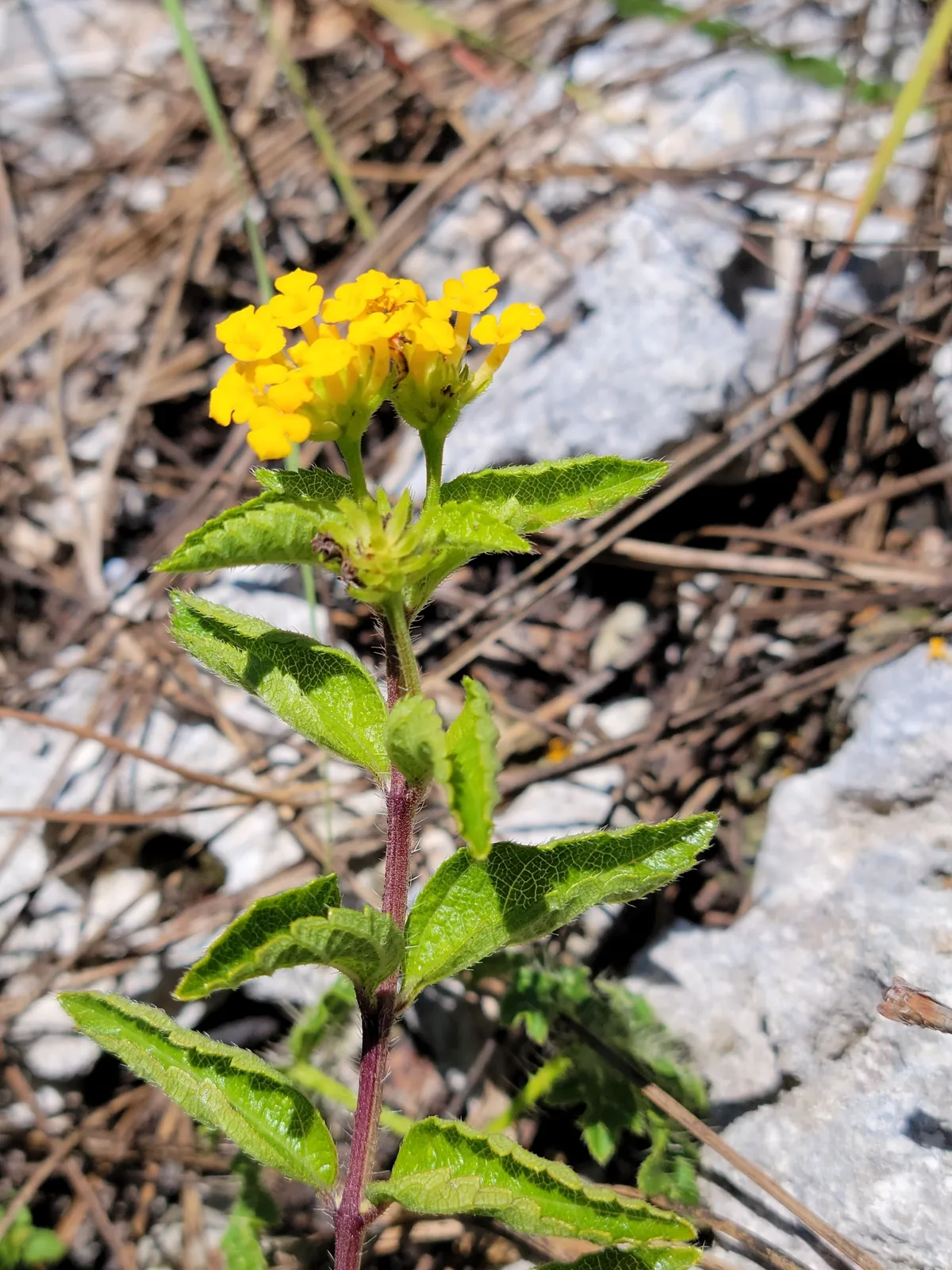 Depressed shrubverbena (Lantana depressa)