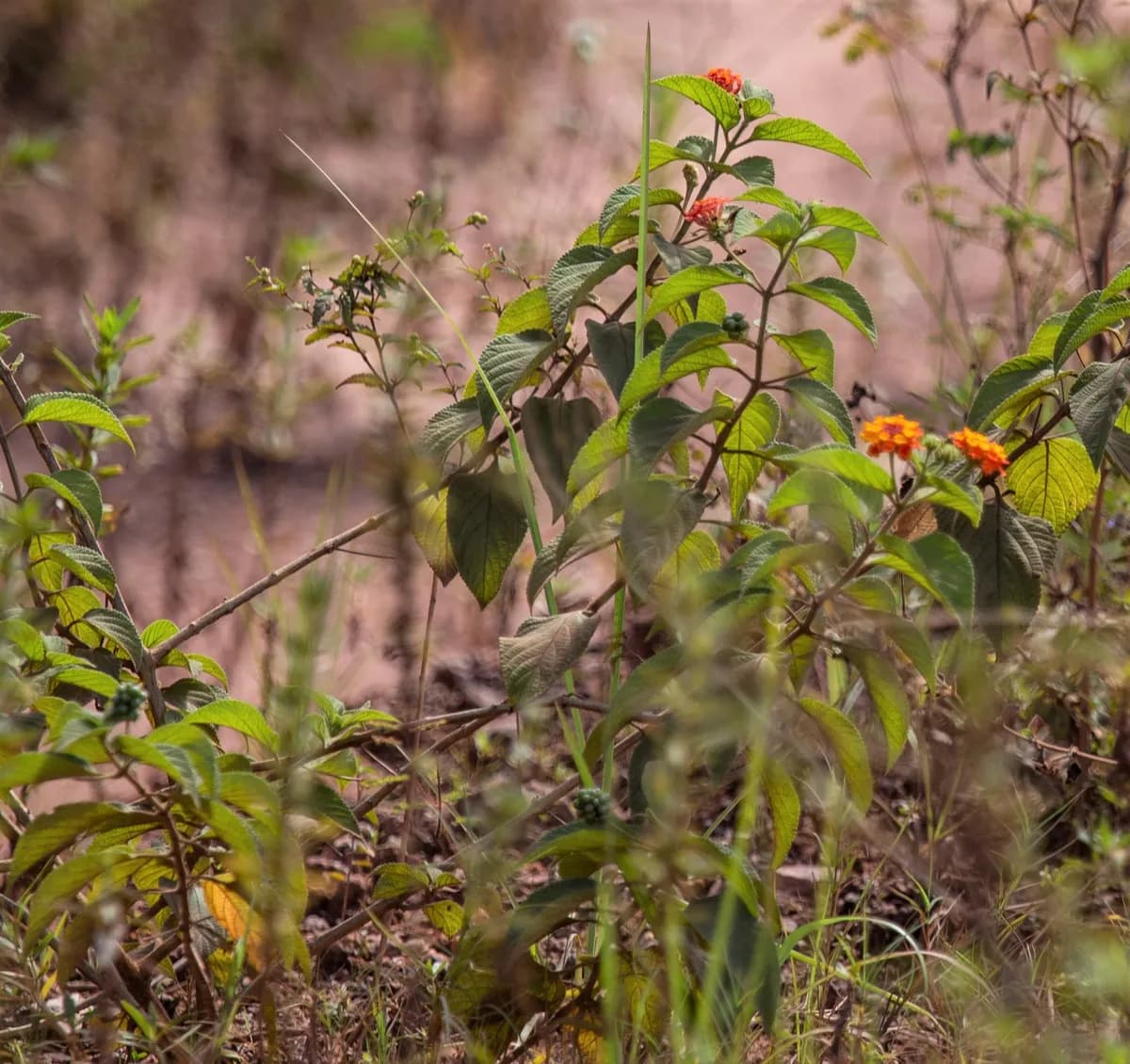 Texas Lantana (Lantana horrida)