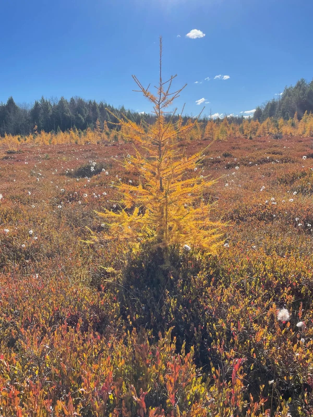 Alaskan Larch (Larix laricina)