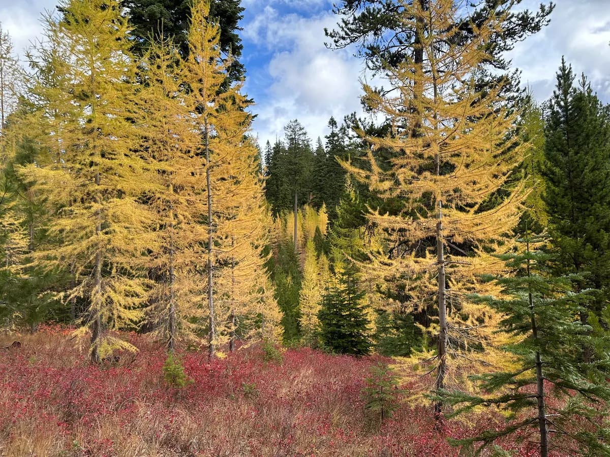 Western larch (Larix occidentalis)