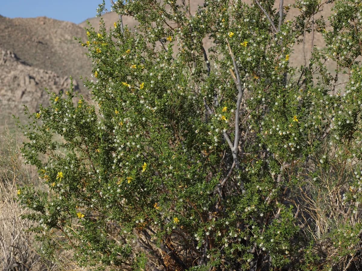 Creosote Bush (Larrea tridentata)